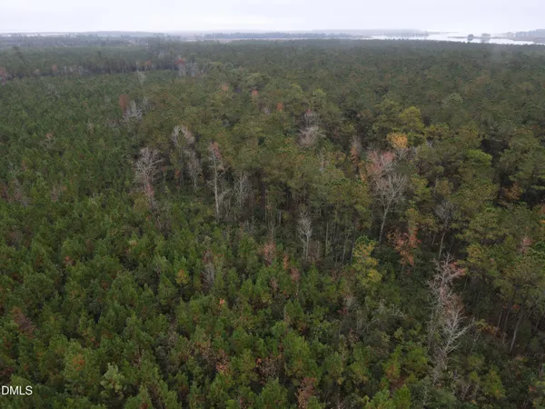 a view of a forest with trees in the background