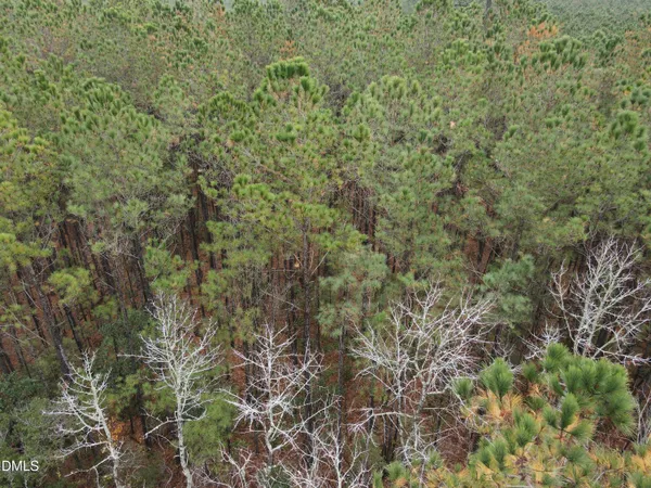 a view of a forest with a mountain