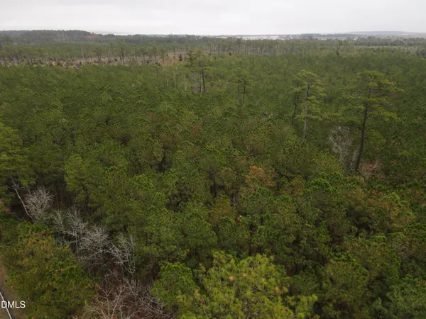a view of a forest with trees in the background