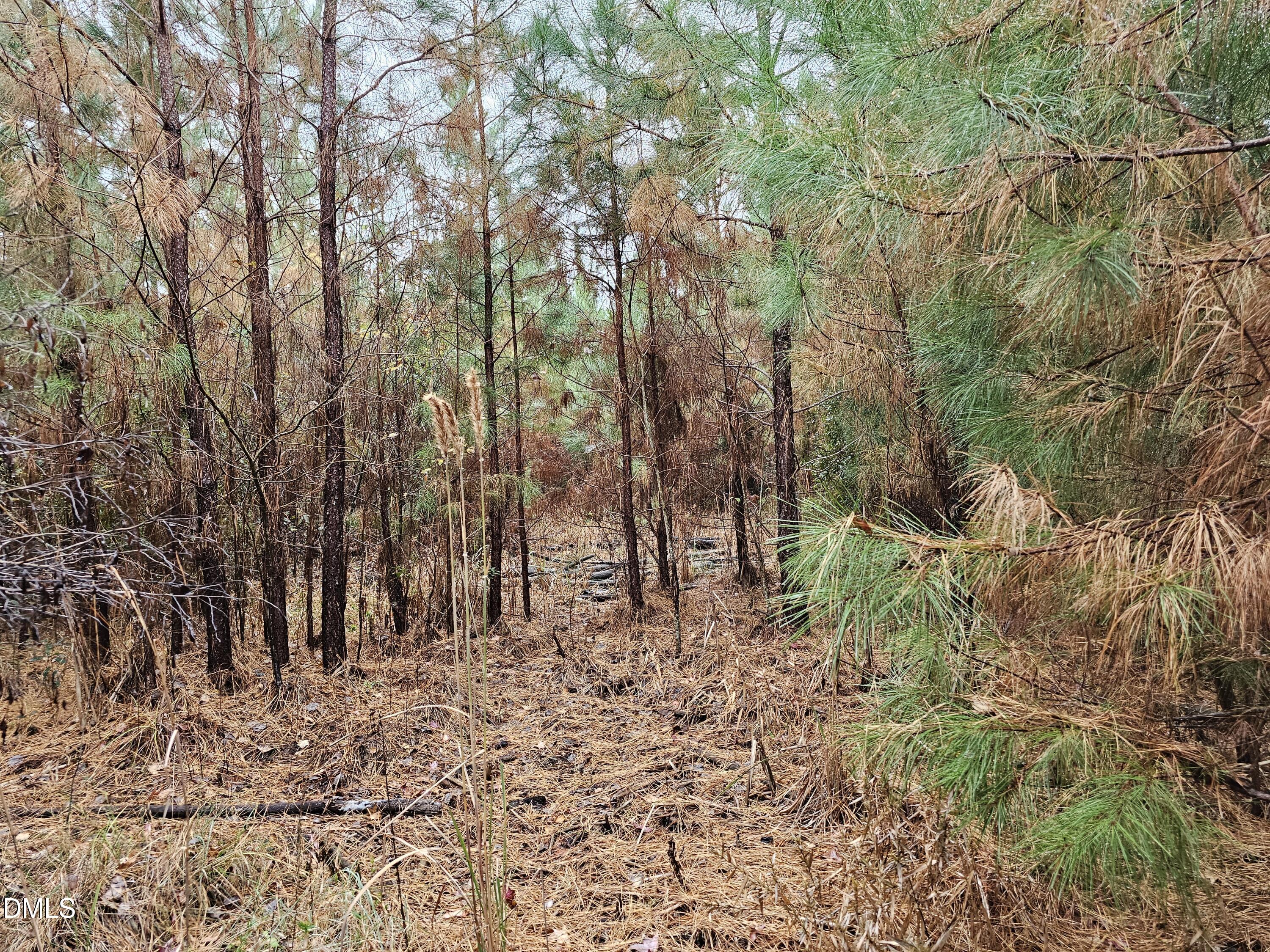 0 North Nc 304 Merritt, NC 28556 - Photo 6 of 20 28 Acre 6