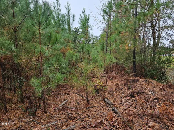 a view of a forest with lots of trees