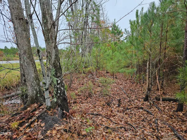 a view of a yard with plants and trees