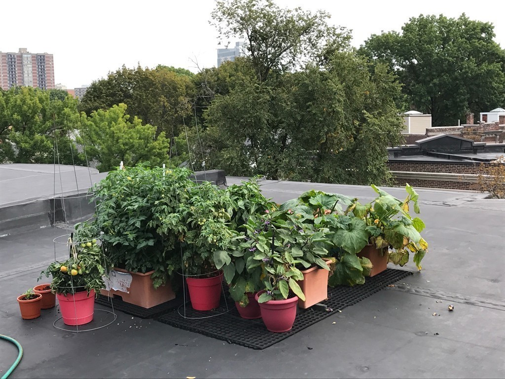 94 Naples Road, Unit 5 Brookline, MA 02446 - Photo 15 of 15