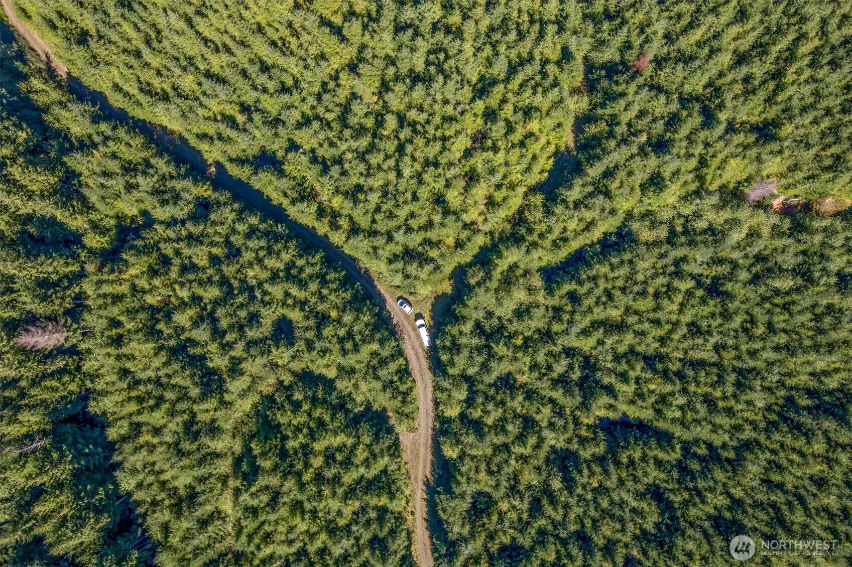 6 Parpala Road, Unit 6 Naselle, WA 98638 - Photo 5 of 16 a close up of a plant