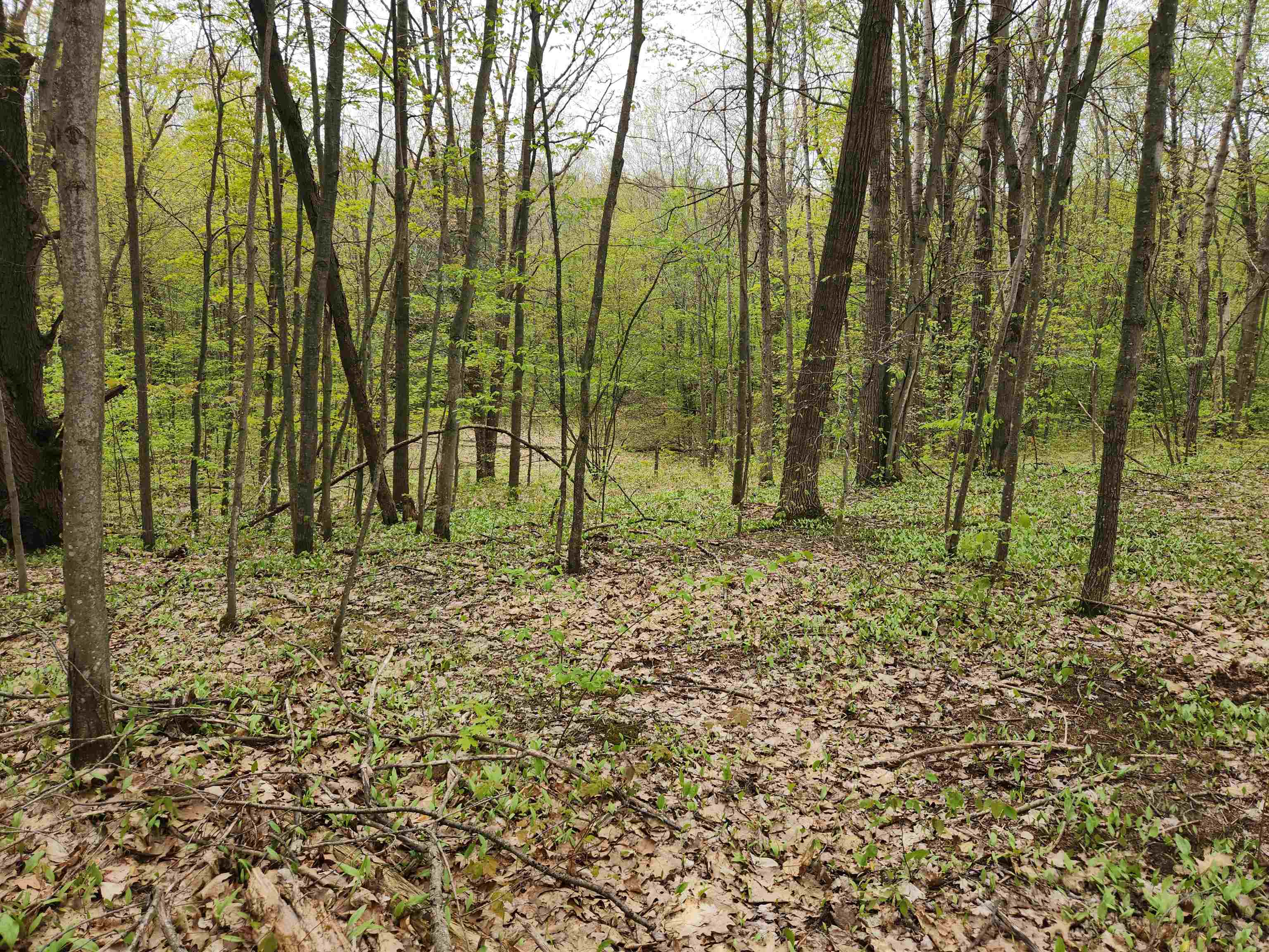 Lot 20 Heather Ridge Trail Beulah, MI 49617 - Photo 4 of 12