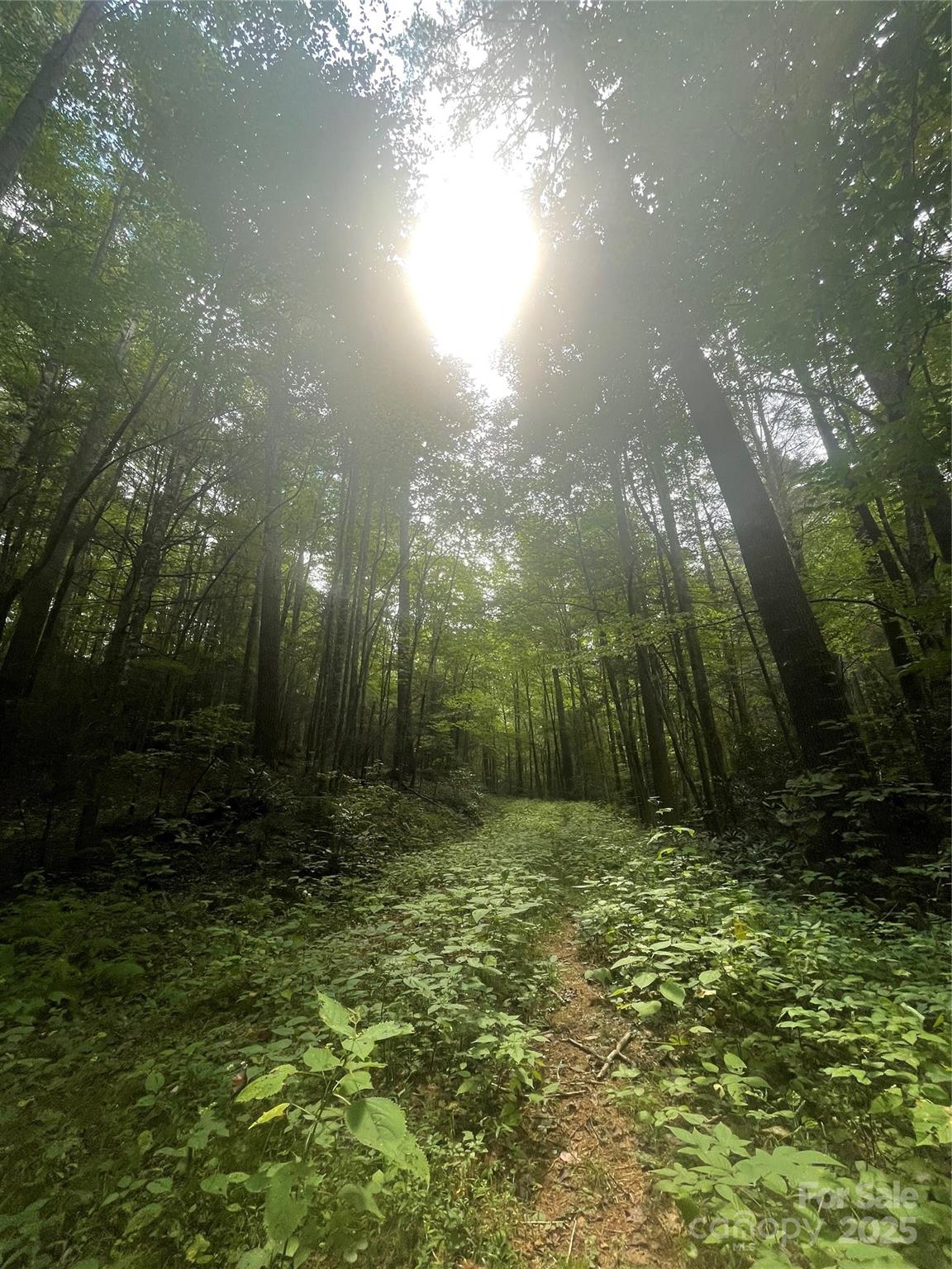 1201 Simms Fork Road Burnsville, NC 28714 - Photo 6 of 29