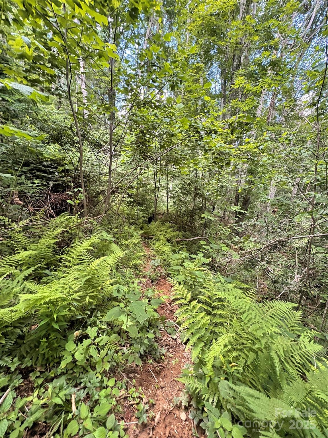 1201 Simms Fork Road Burnsville, NC 28714 - Photo 8 of 29