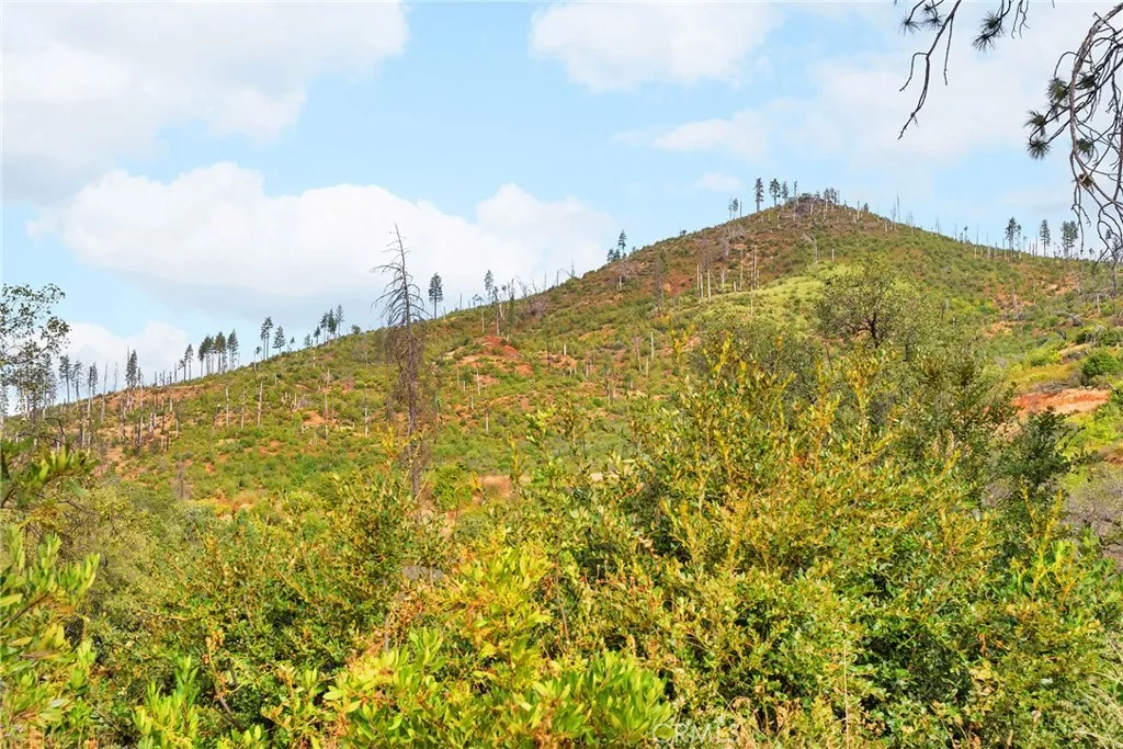 0 Deadwood Road Oroville, CA 95965 - Photo 23 of 55 a view of a large trees