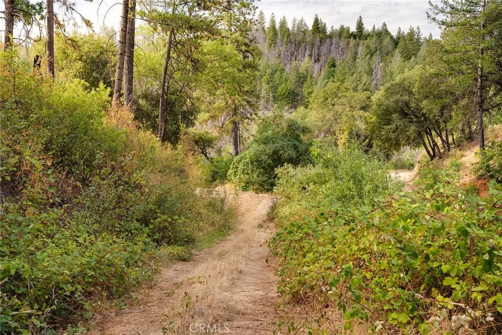 0 Deadwood Road Oroville, CA 95965 - Photo 51 of 55 a view of a bunch of trees and bushes