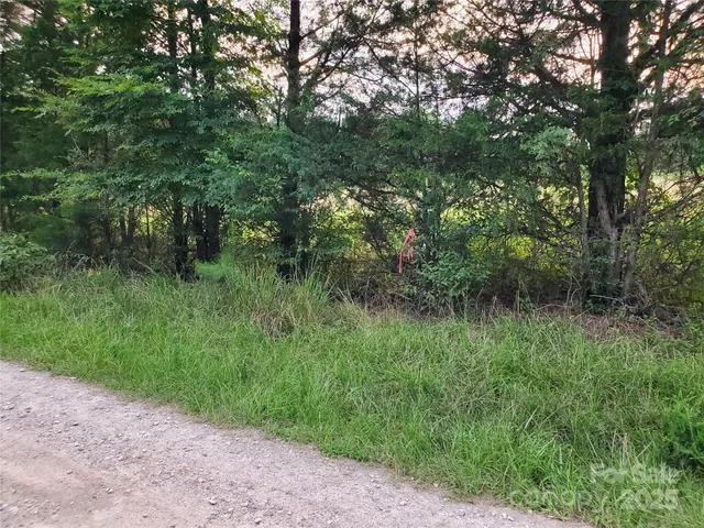 a view of a lush green forest