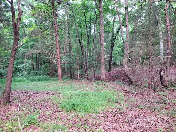 a view of a forest that has large trees