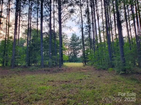 a view of a forest with trees in the background