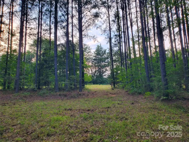 a view of a forest with trees in the background