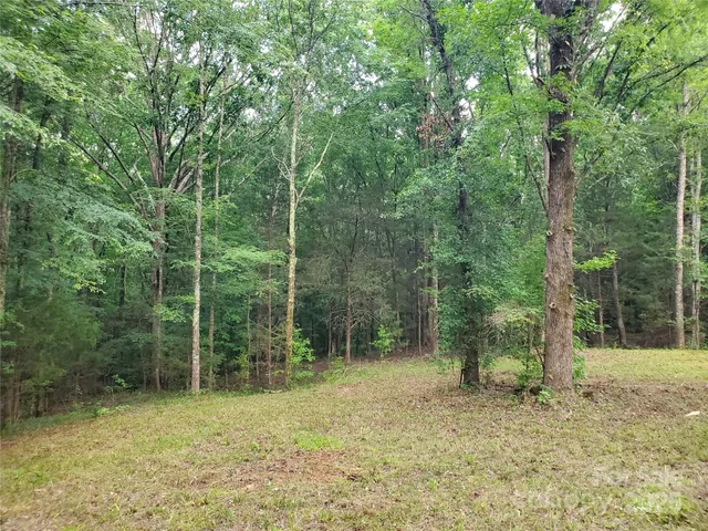 a view of a forest with trees in the background