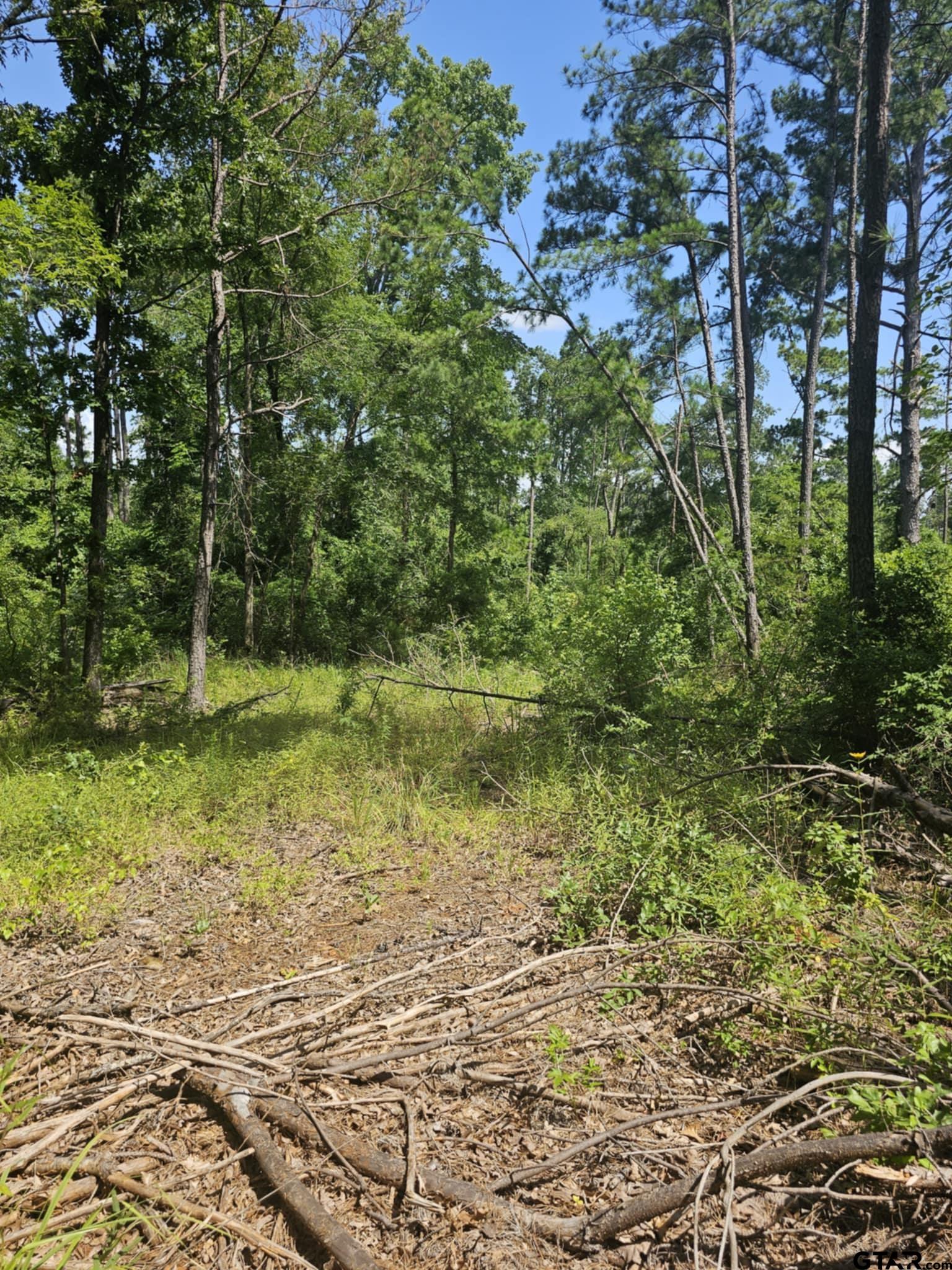0 Frontier Flint, TX 75762 - Photo 1 of 4 a view of a garden with plants and large trees