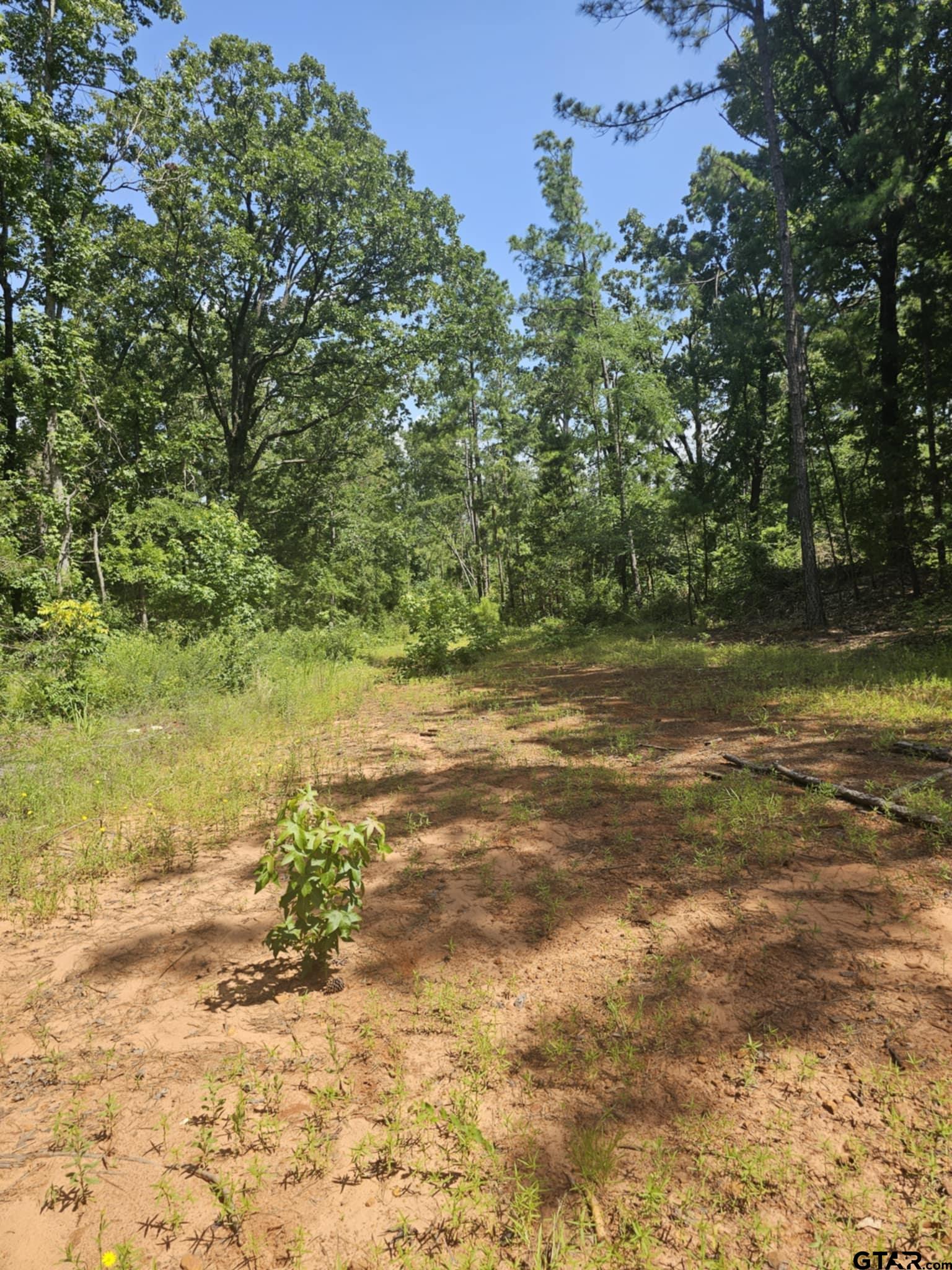 0 Frontier Flint, TX 75762 - Photo 2 of 4 a view of a yard with a tree