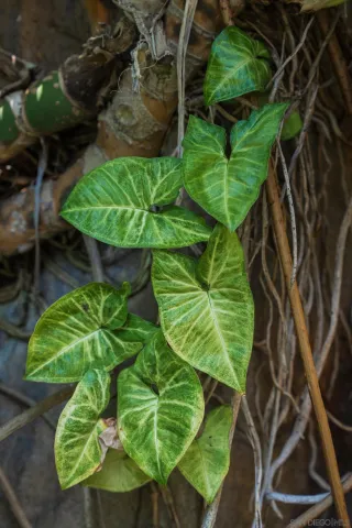 $5,000,000 | 1010 Myrtle Way, San Diego, CA 92103