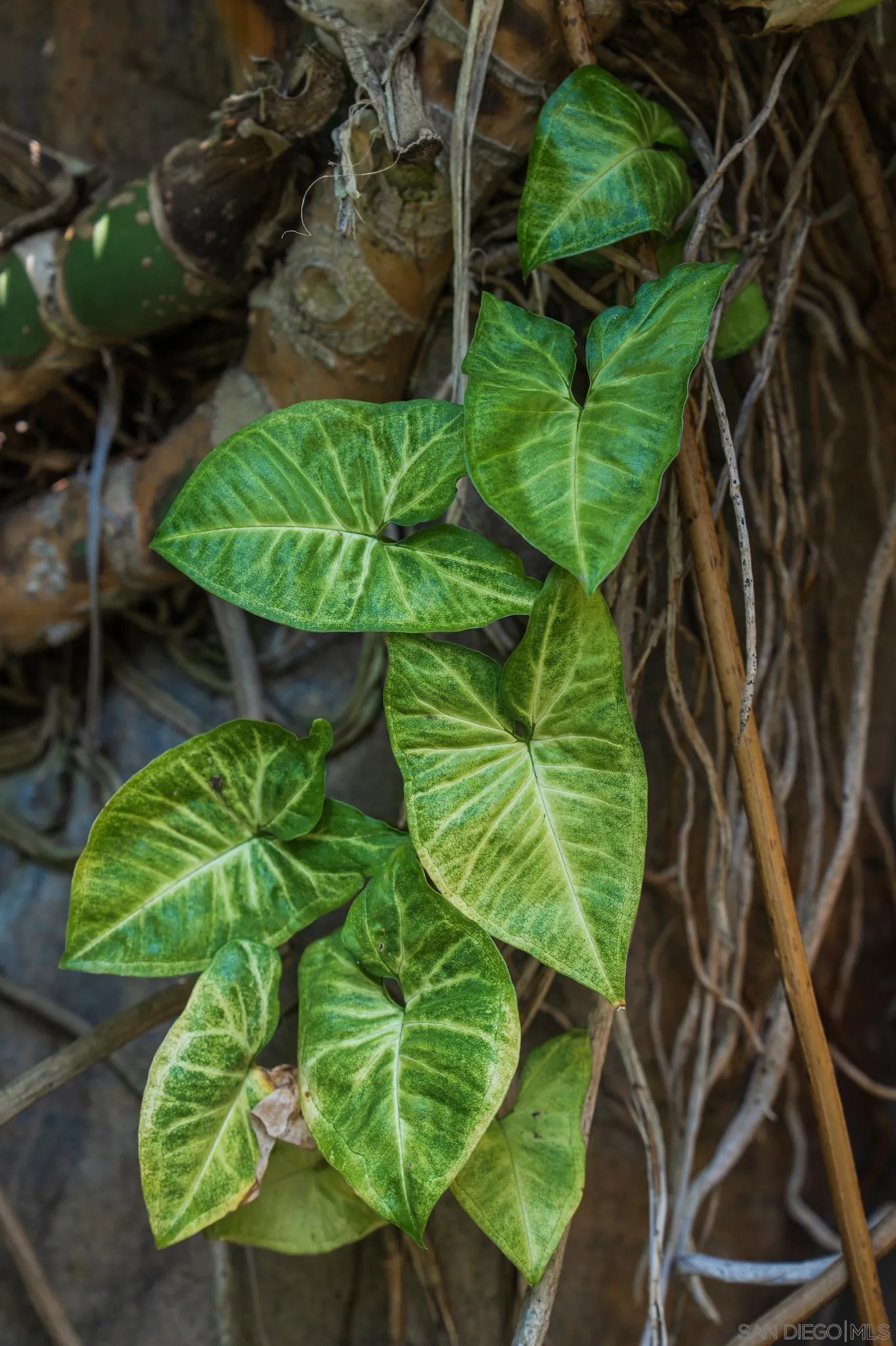 1010 Myrtle Way San Diego, CA 92103 - Photo 58 of 70 a green field with lots of trees