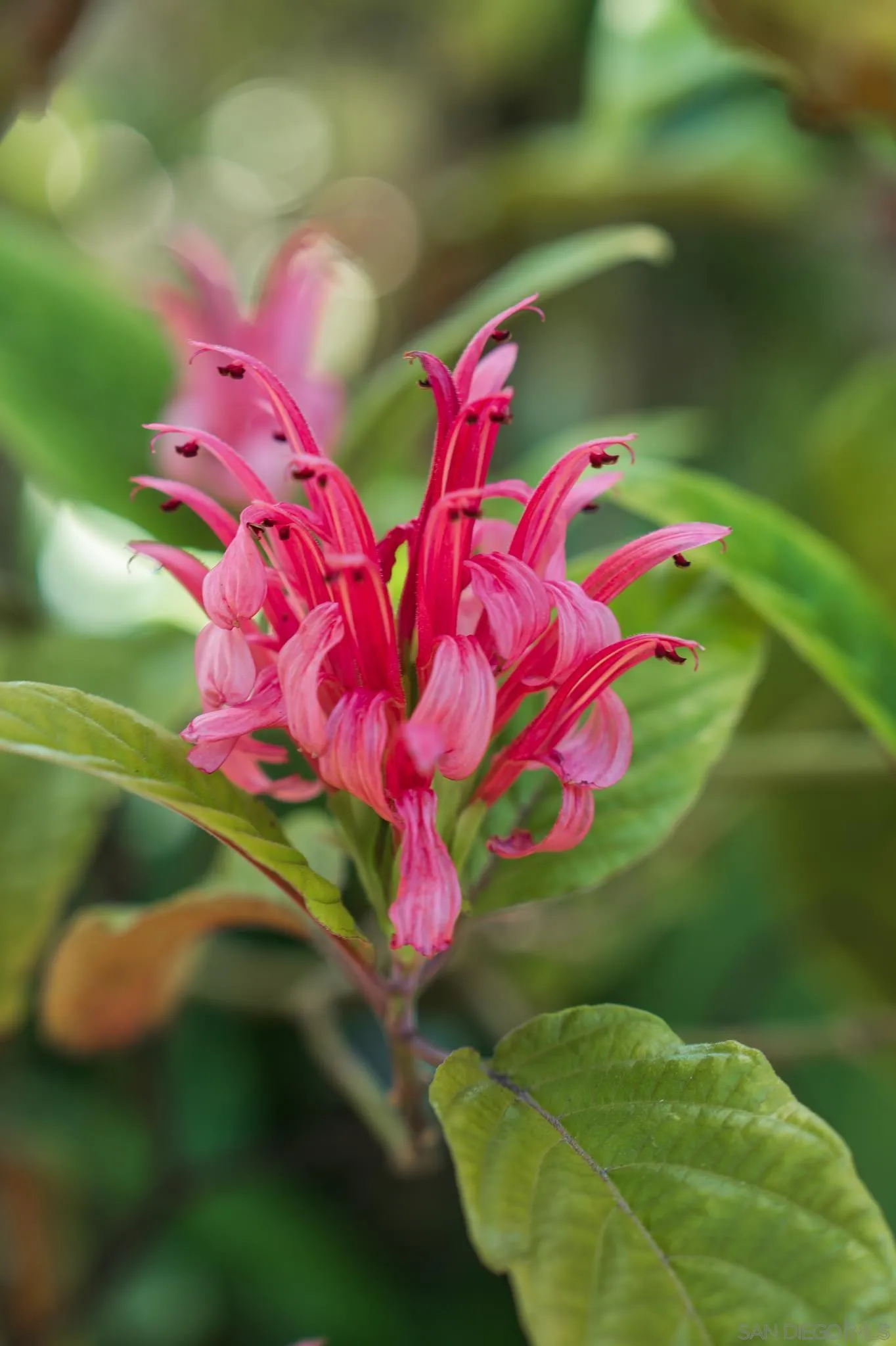 1010 Myrtle Way San Diego, CA 92103 - Photo 59 of 70