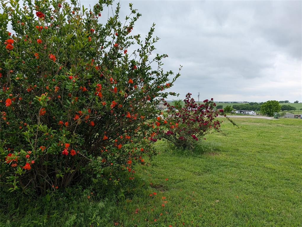 297 Lone Tree Lane Decatur, TX 76234 - Photo 25 of 26 Front privacy flowering bushes.