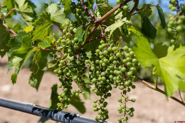 $4,000,000 | 53520 Falcon Road, Olathe, CO 81425