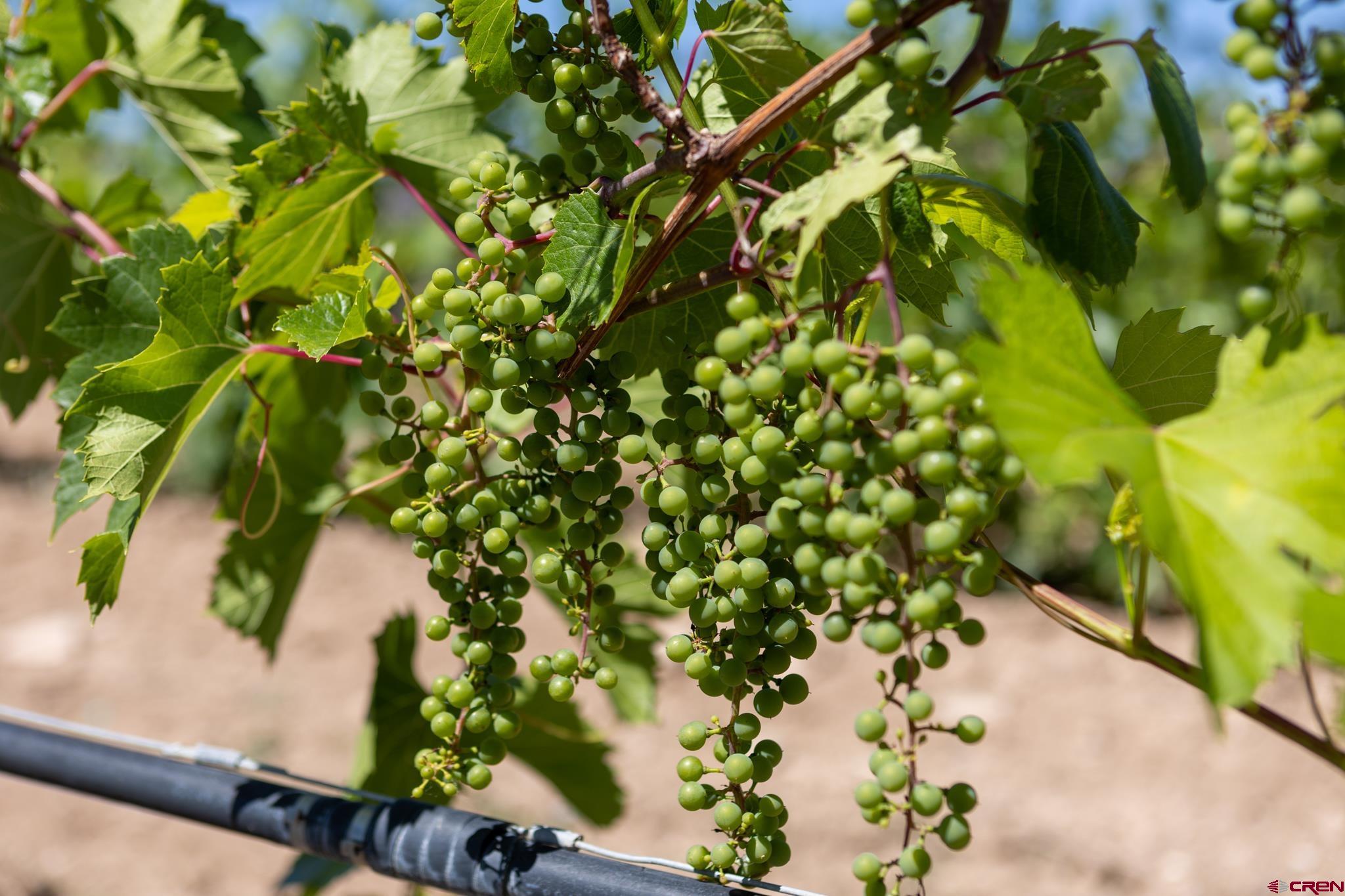 53520 Falcon Road Olathe, CO 81425 - Photo 34 of 35