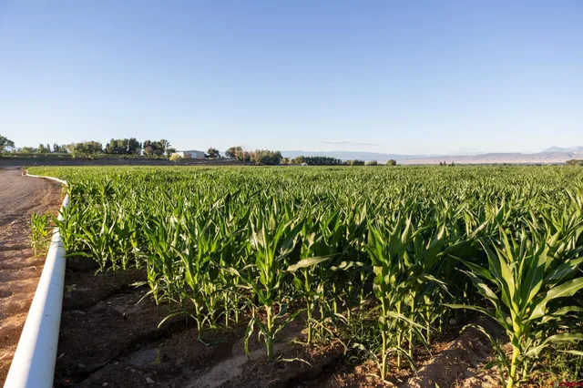a view of a yard with plants and large trees
