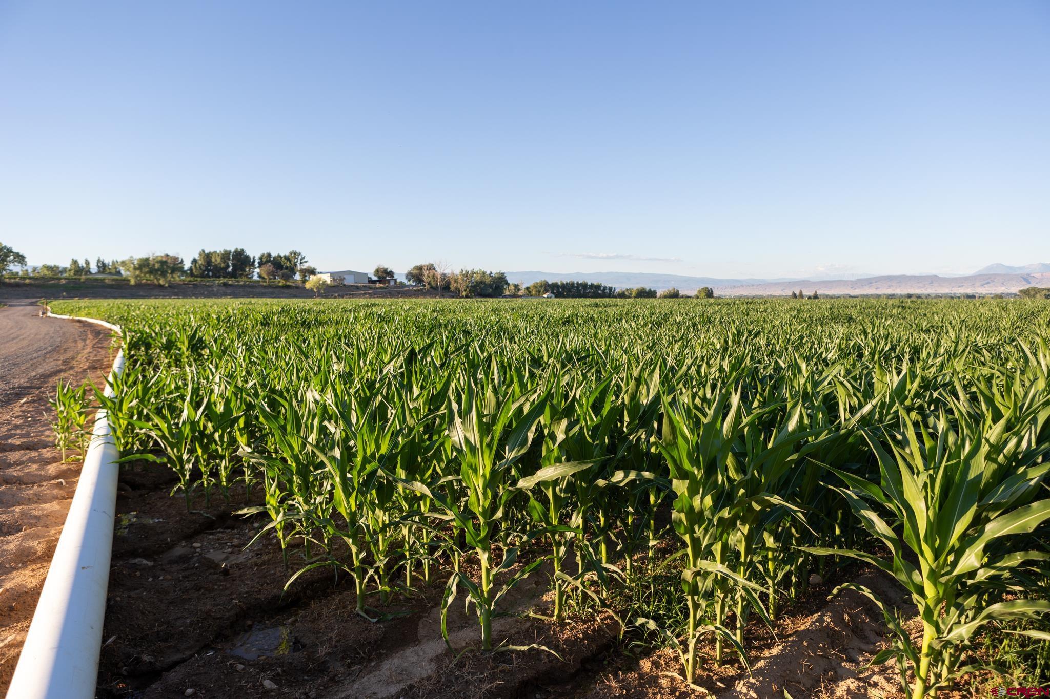 53520 Falcon Road Olathe, CO 81425 - Photo 7 of 35 a view of a yard with plants and large trees