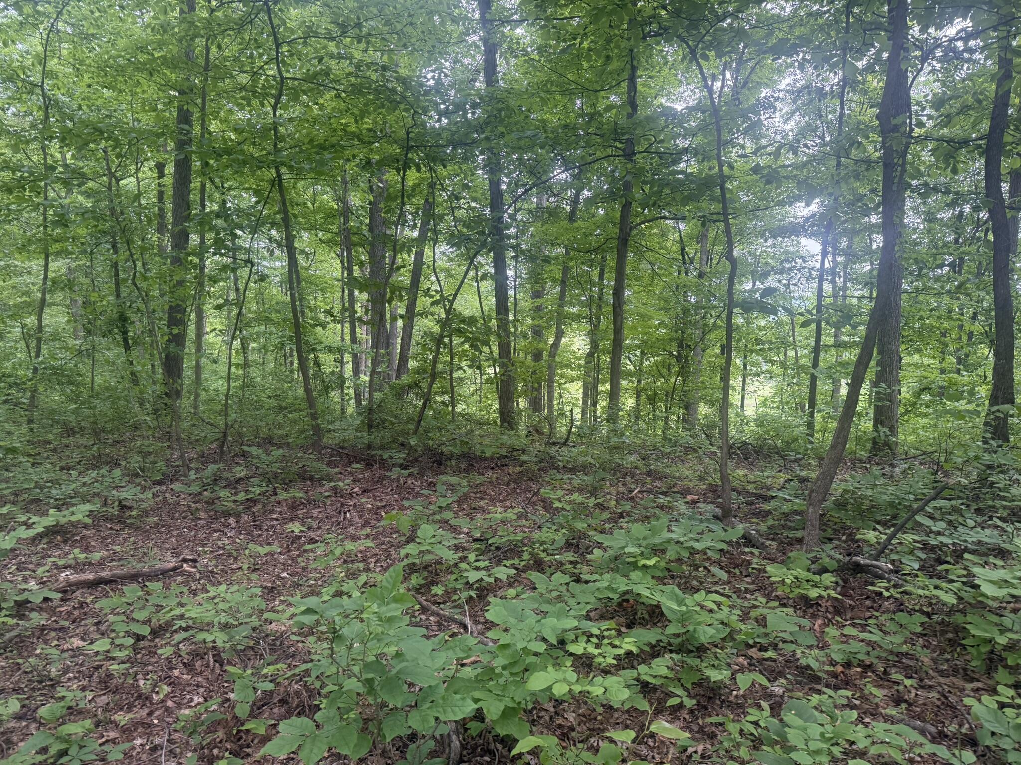 169 Greasy Ridge Sandy Hook, KY 41171 - Photo 19 of 33 IMG_2614