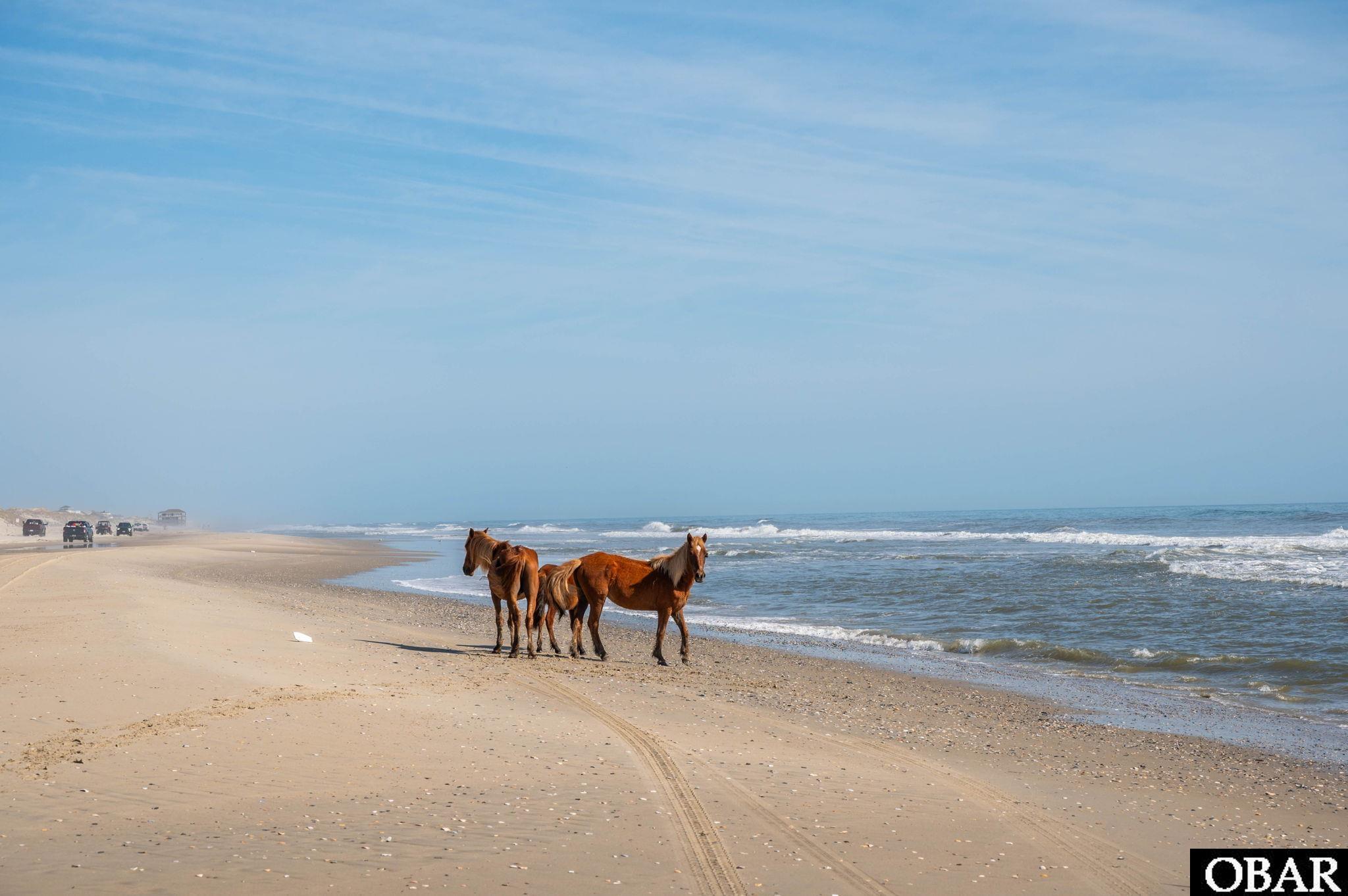 2088 Sandpiper Road Corolla, NC 27927 - Photo 22 of 22 Wild Horses