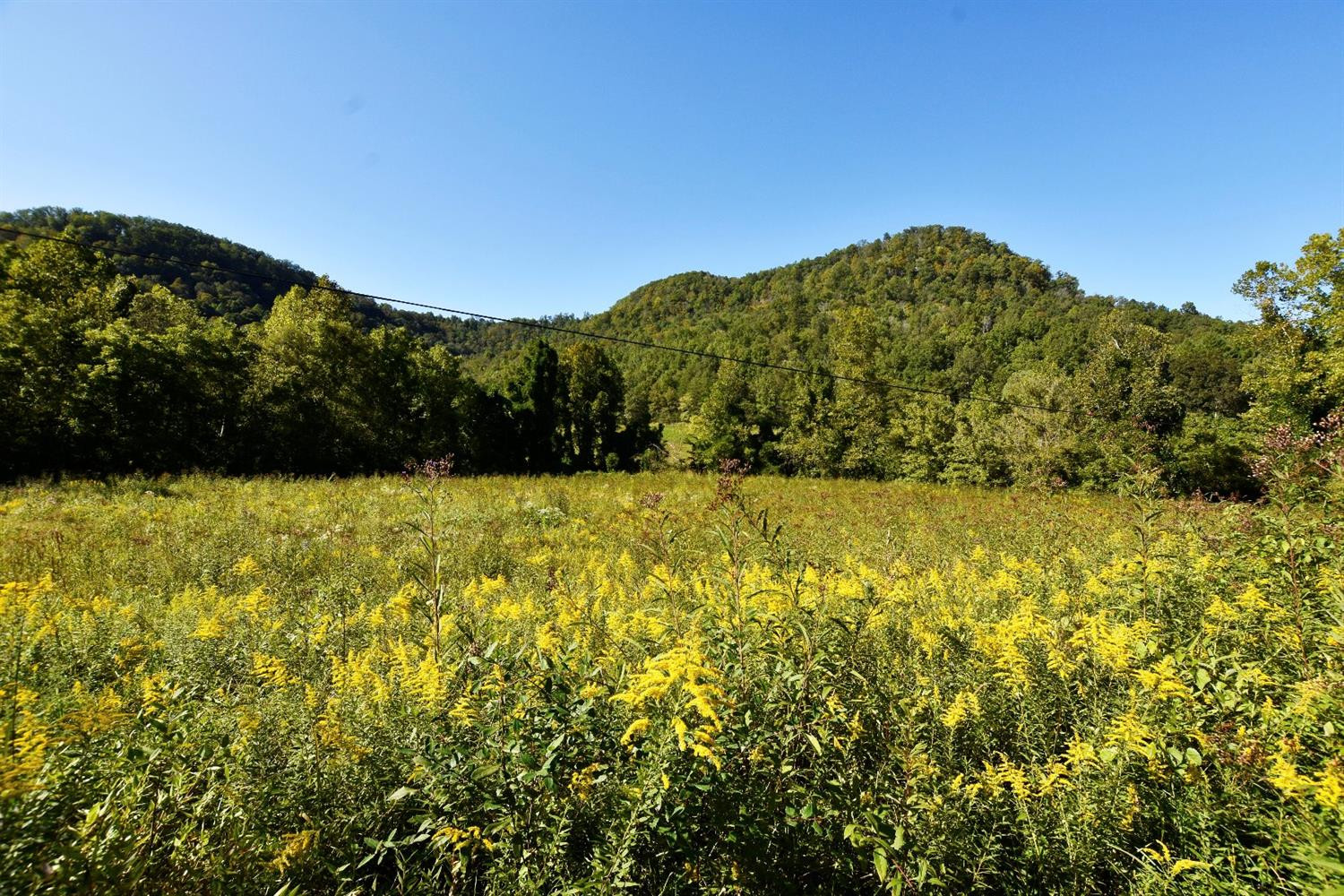 250 Middle Fork Road Irvine, KY 40336 - Photo 14 of 31 Live off the land! Plenty of room to gr