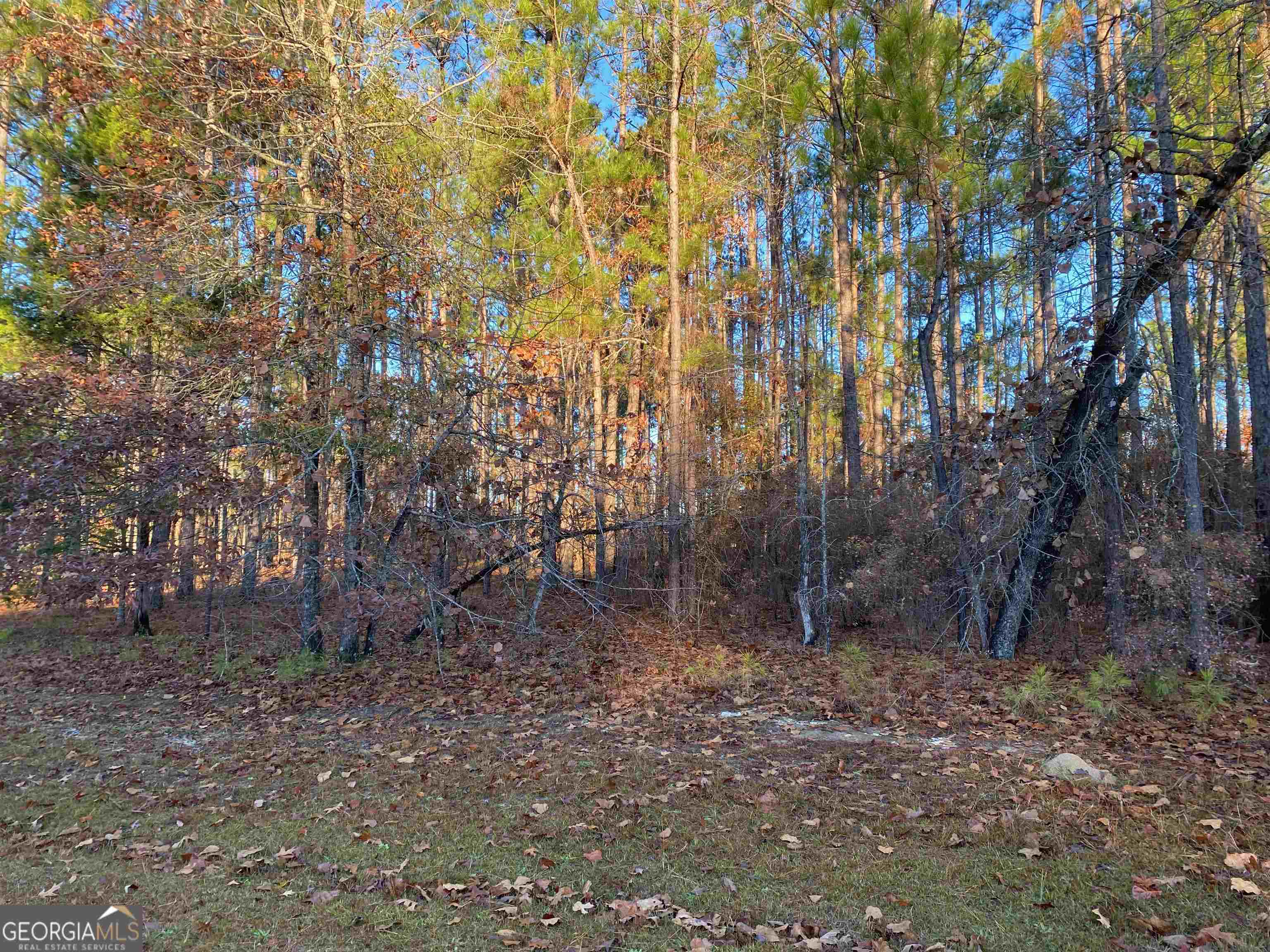 0 Oak Ridge Drive Butler, GA 31006 - Photo 2 of 5 a backyard of a house with lots of green space