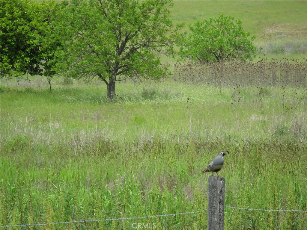 10545 Bachelor Valley Road Upper Lake, CA 95493 - Photo 4 of 5 a view of a garden
