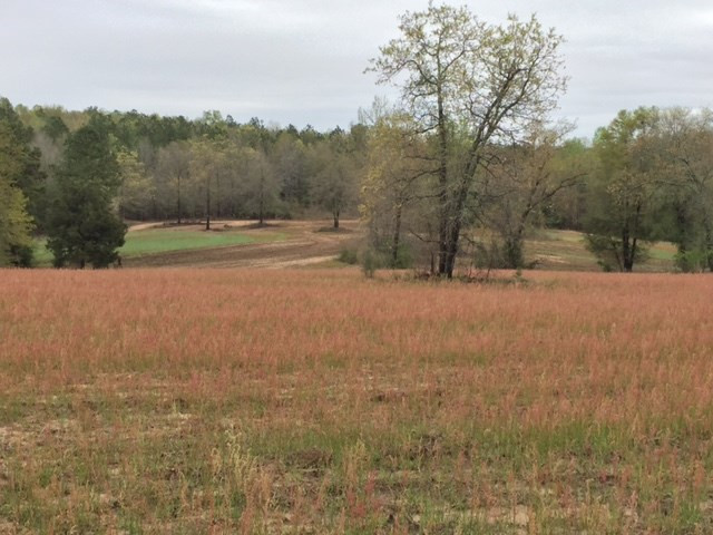 0 Deer Stand Road Wagener, SC 29164 - Photo 2 of 7