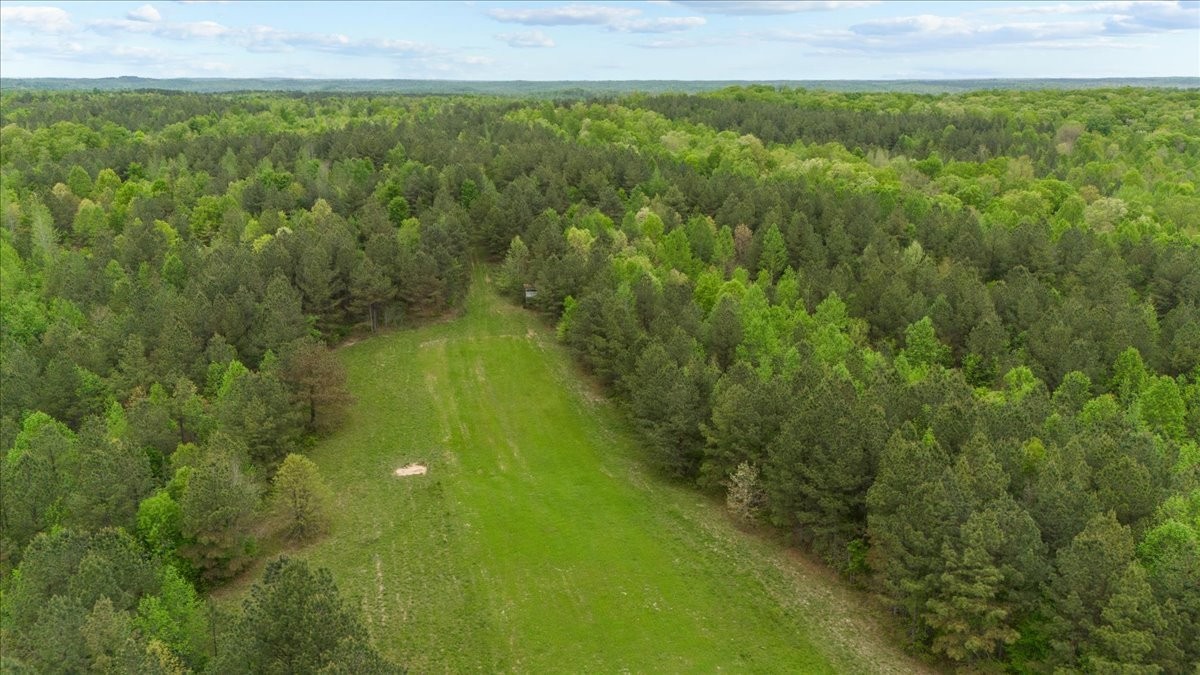 0 Sykes Branch Road Waverly, TN 37185 - Photo 11 of 40 a view of a yard