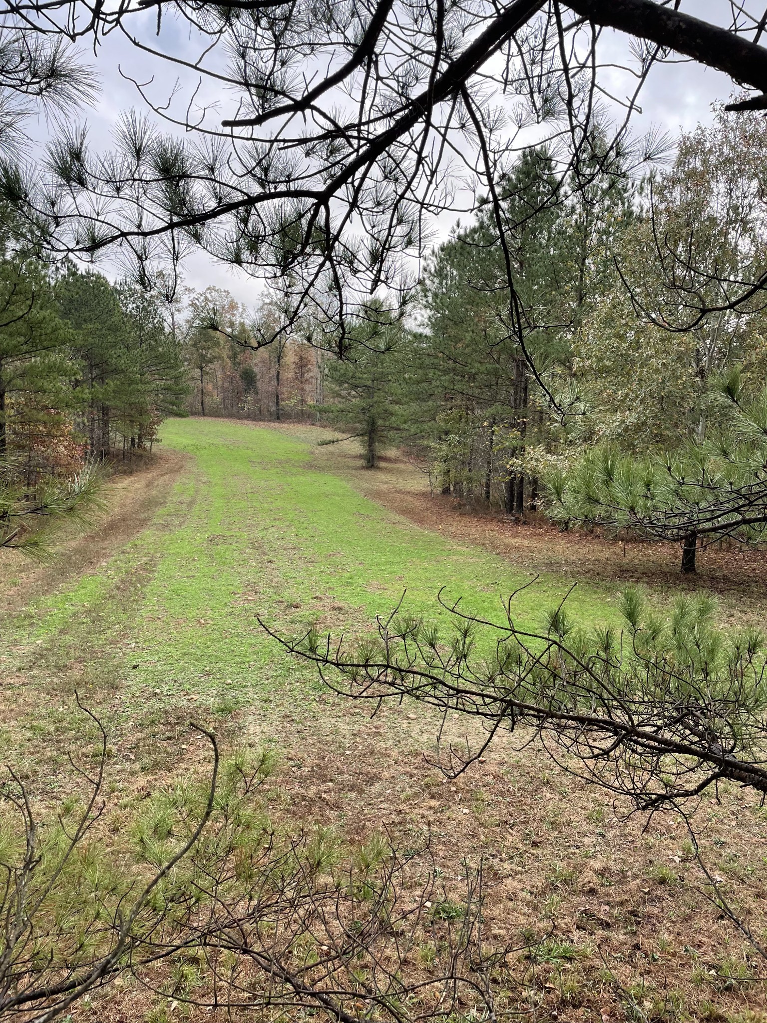 0 Sykes Branch Road Waverly, TN 37185 - Photo 26 of 40 a view of a yard with an outdoor space