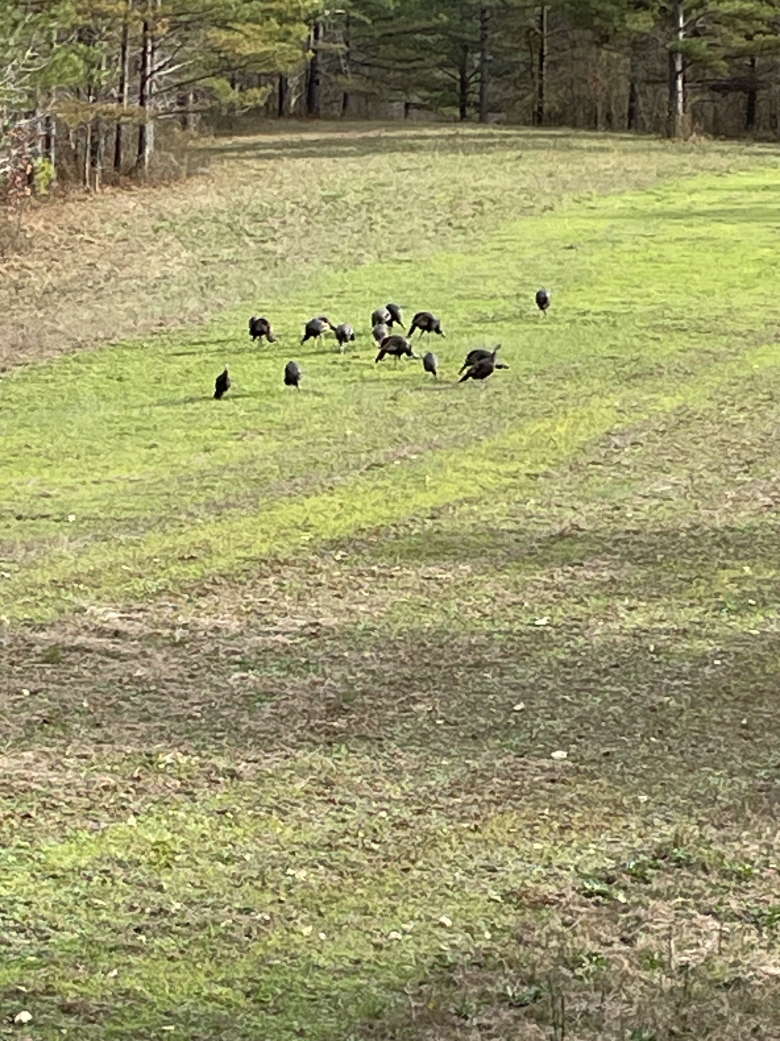 0 Sykes Branch Road Waverly, TN 37185 - Photo 28 of 40 a view of a swimming pool