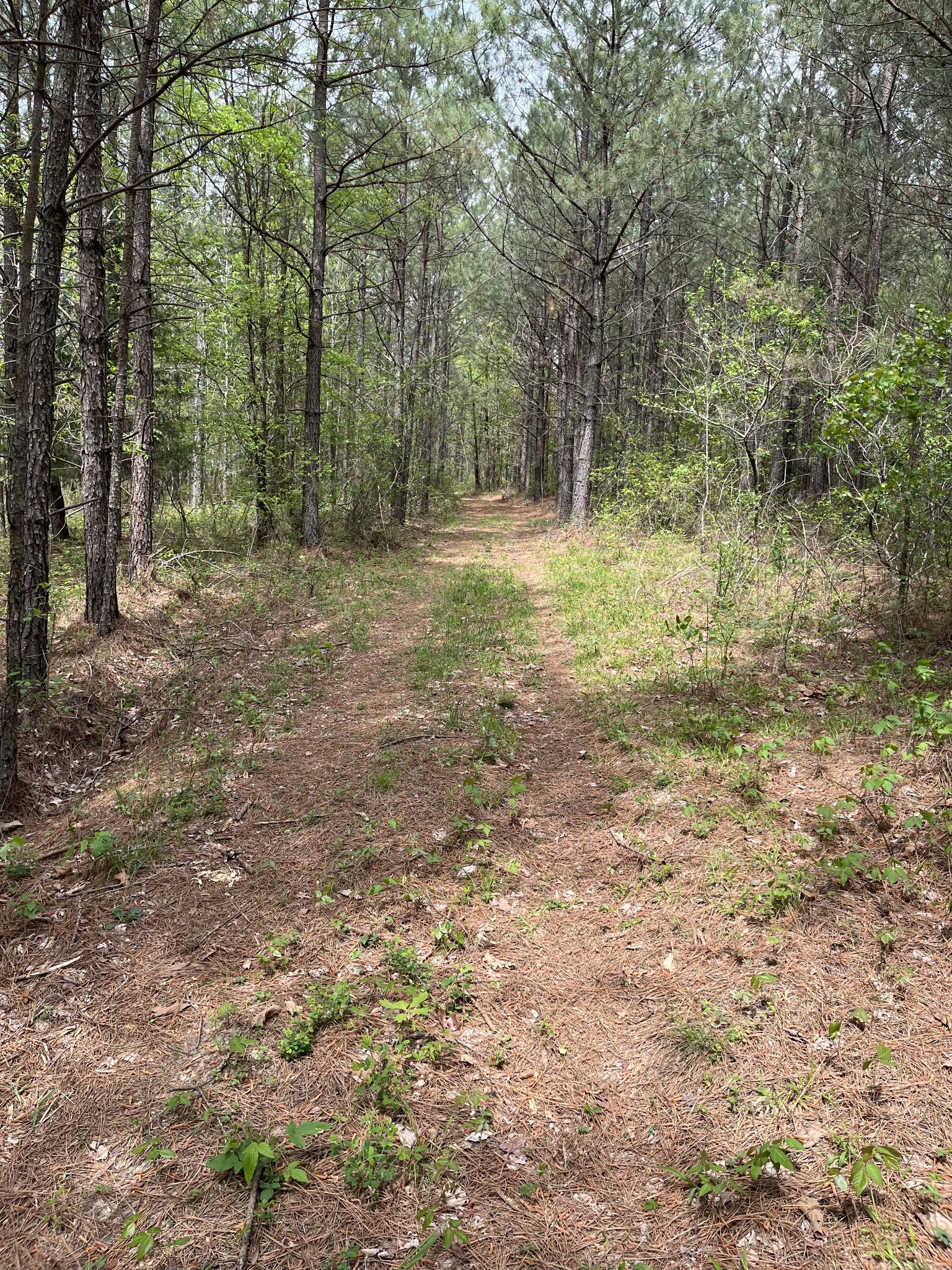 0 Sykes Branch Road Waverly, TN 37185 - Photo 34 of 40 a view of outdoor space with trees