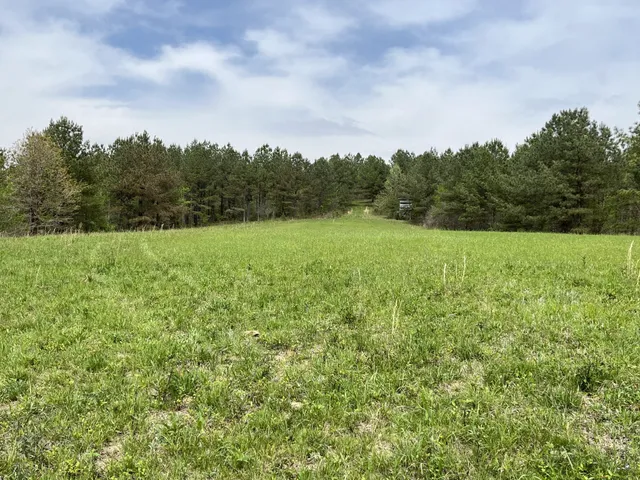 a view of a field of grass and trees