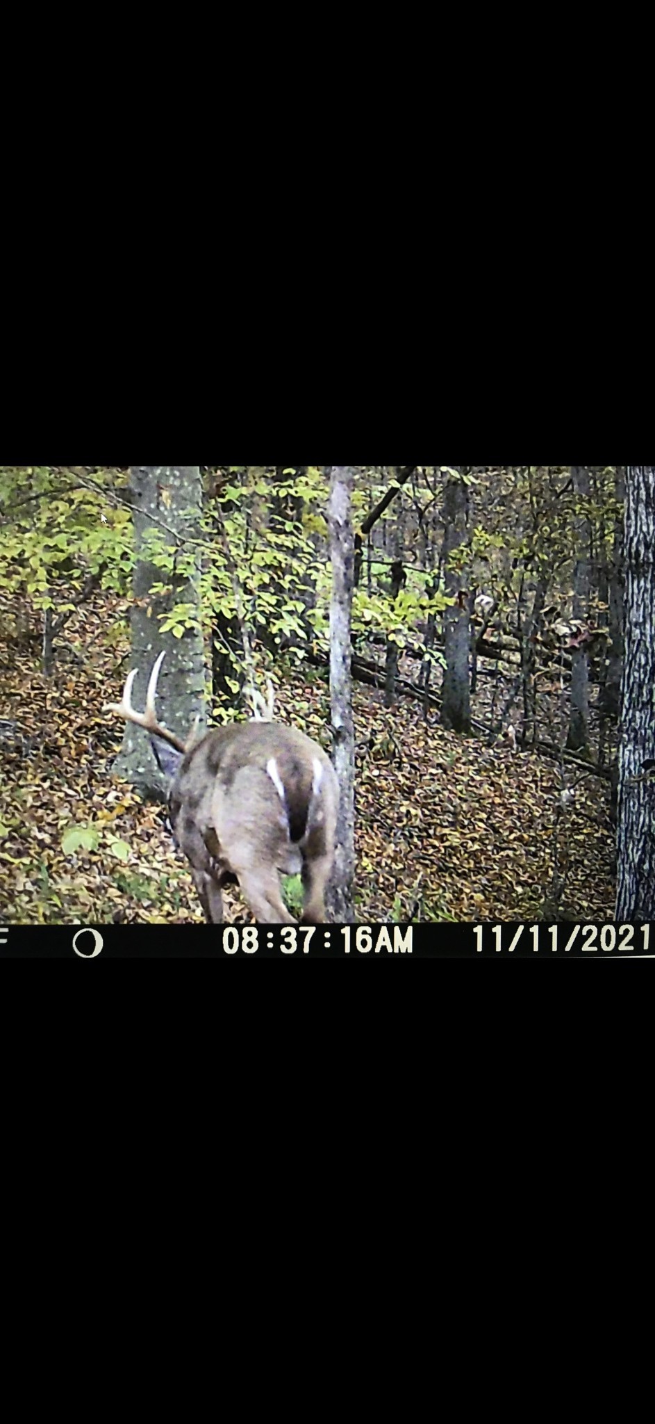 0 Sykes Branch Road Waverly, TN 37185 - Photo 39 of 40 a view of a yard