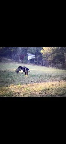 $699,900 | 0 Sykes Branch Road, Waverly, TN 37185