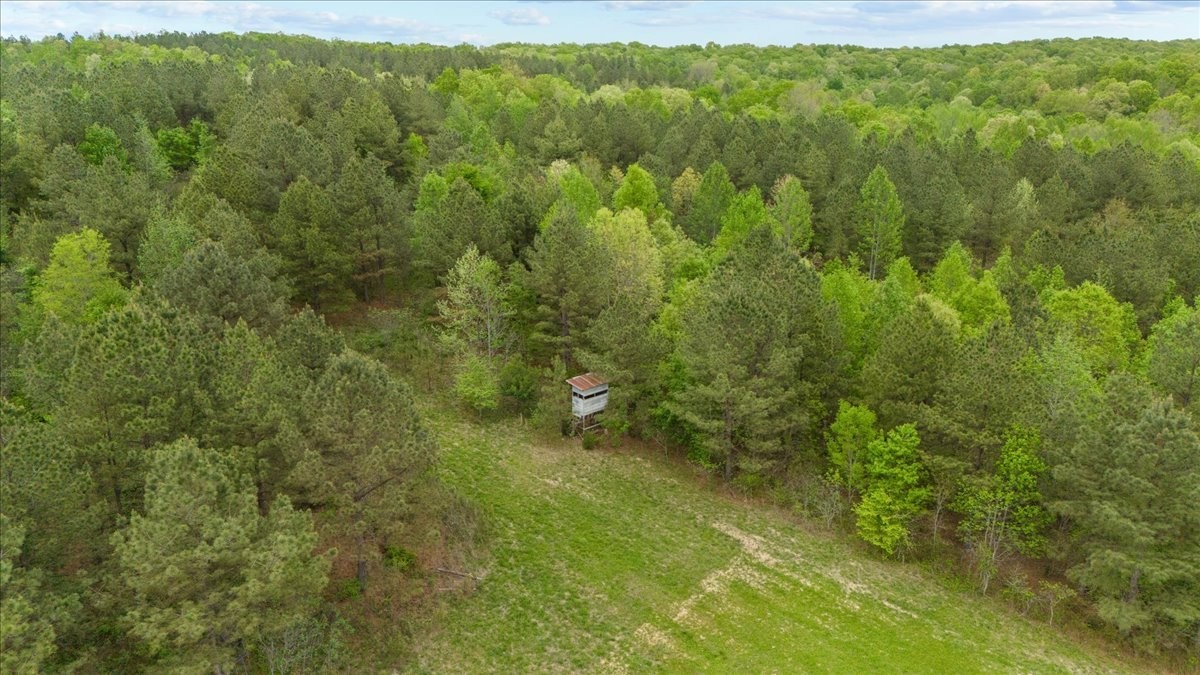 0 Sykes Branch Road Waverly, TN 37185 - Photo 7 of 40 a view of a forest with a street