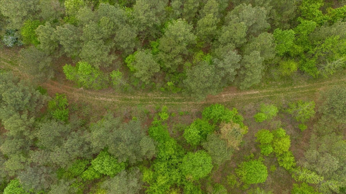 0 Sykes Branch Road Waverly, TN 37185 - Photo 8 of 40 a view of a yard