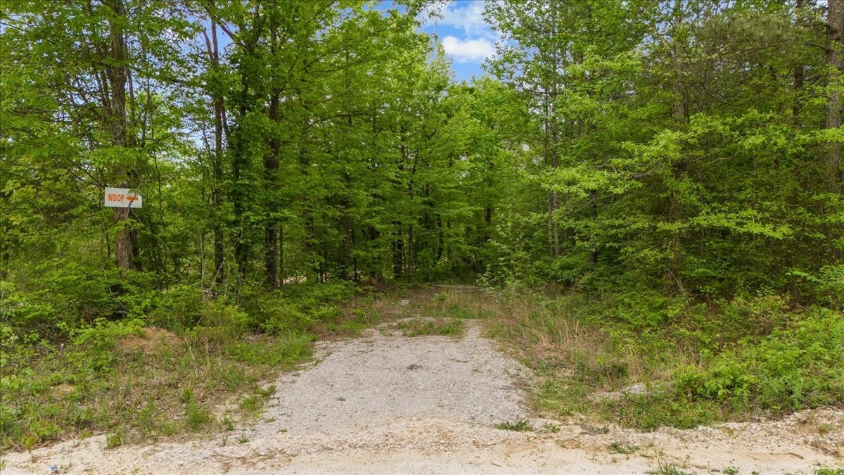 0 Sykes Branch Road Waverly, TN 37185 - Photo 9 of 40 a view of a yard with plants and trees