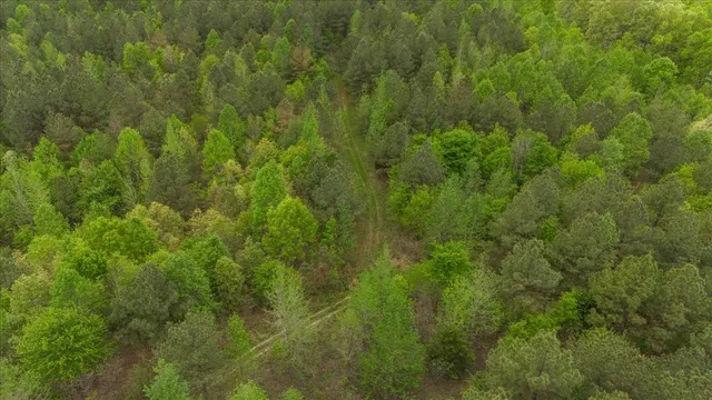 a view of a lush green forest