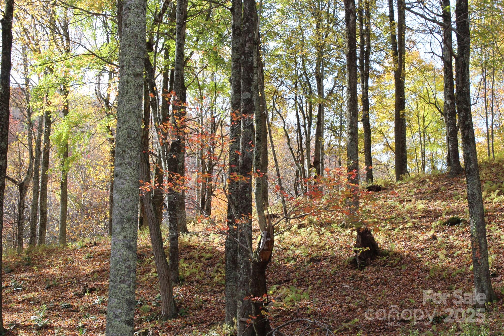 1571 Roaring Fork Road Burnsville, NC 28714 - Photo 13 of 37 a view of outdoor space with lots of trees