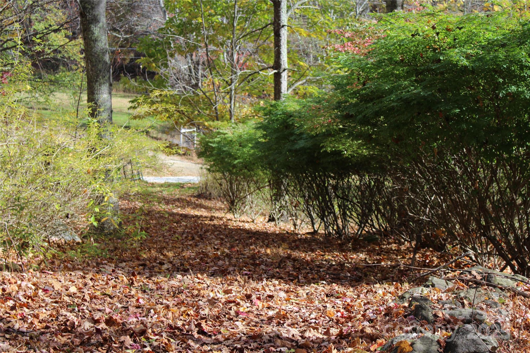 1571 Roaring Fork Road Burnsville, NC 28714 - Photo 18 of 37 a view of a yard with plants and trees