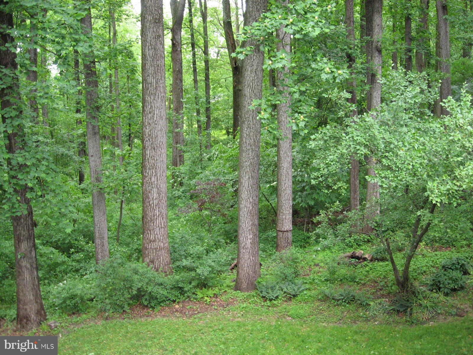9 Redgate Court Silver Spring, MD 20905 - Photo 23 of 29 a view of a lush green forest