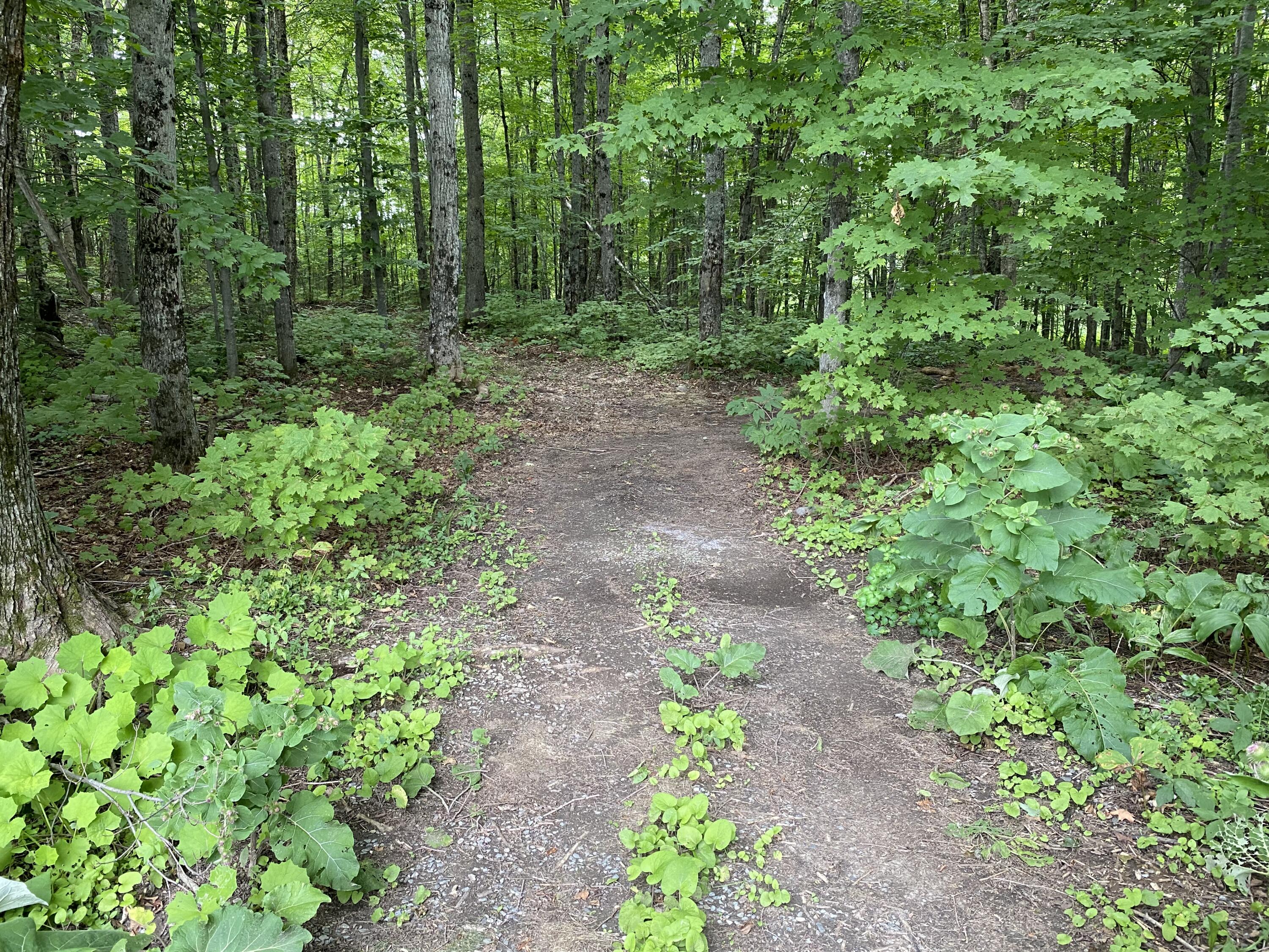 280 State Street Van Buren, ME 04785 - Photo 7 of 48 IMG_9454