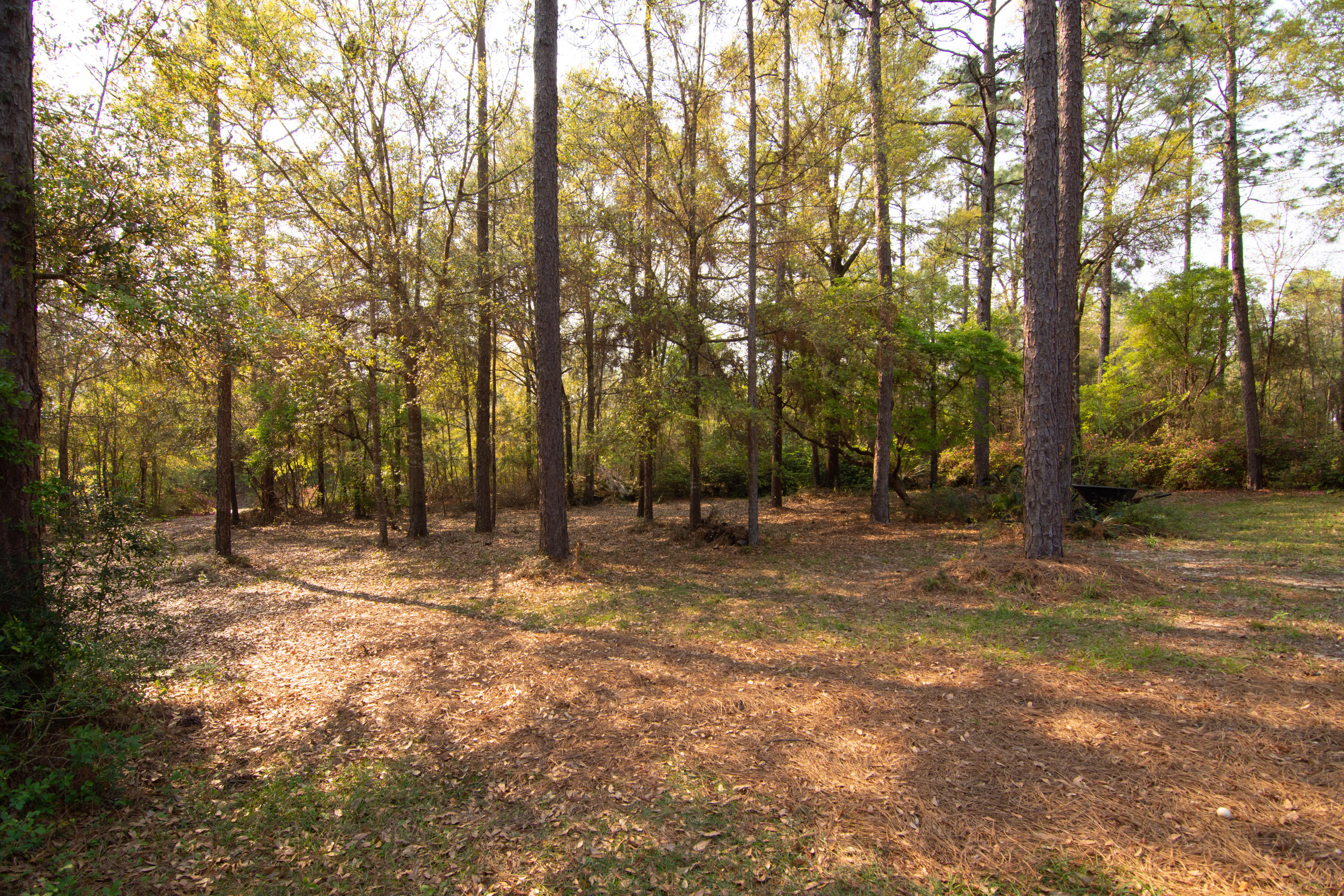 5766 Wildwood Road Crestview, FL 32536 - Photo 43 of 45 a view of a yard with trees